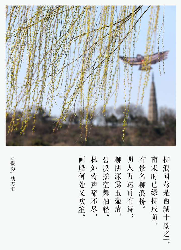 杭州西湖的柳树_西湖栽柳树回收电话_西湖连夜栽回7棵柳树
