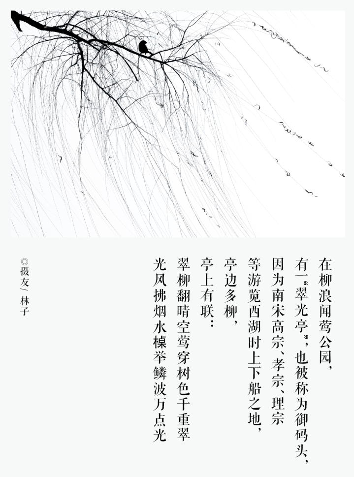 西湖栽柳树回收电话_西湖连夜栽回7棵柳树_杭州西湖的柳树