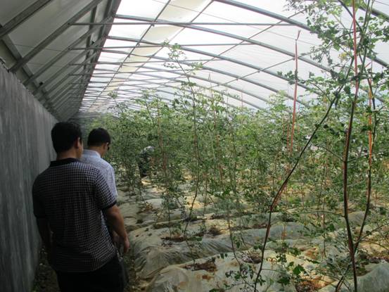 峡江县积极推进现代农业示范园建设